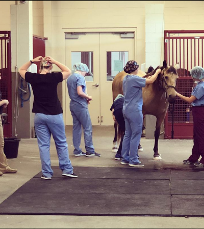 Wilhite & Frees Equine Hospital profile picture